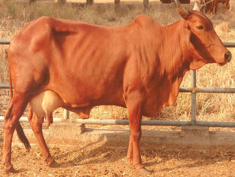 Red Sindhi Red Sindhi Cow Modern Farming Methods
