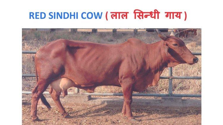 Red Sindhi Dairy Farming Red Sindhi Cow