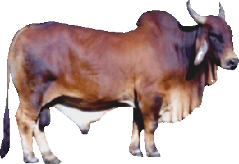 Red Sindhi Pak Dairy Info Red Sindhi Cattle Breed