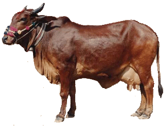 Red Sindhi Pak Dairy Info Red Sindhi Cattle Breed