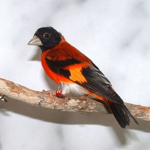 Red siskin Red Siskin Photos Smithsonian Migratory Bird Center