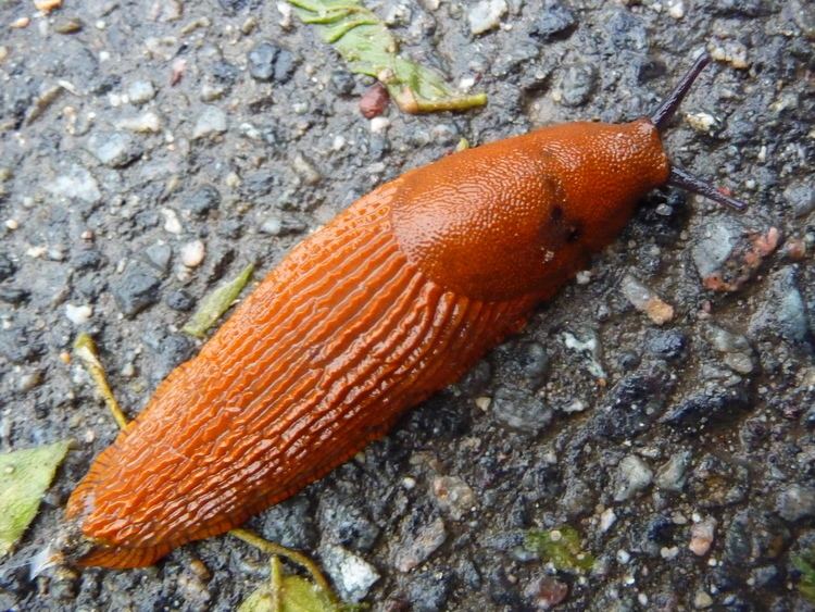 Red slug FileRed slug Arion rufusJPG Wikimedia Commons