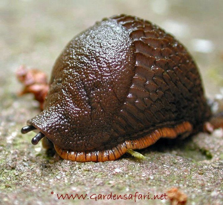 Red slug Gardensafari Picture Page about the Large Red Slug