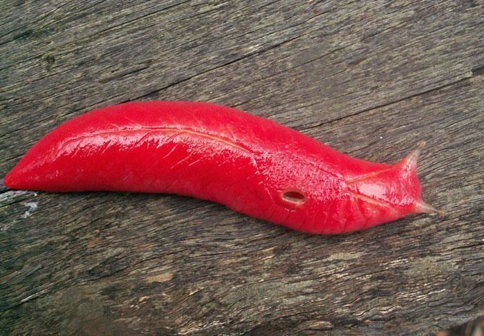 Red slug Breaking New Species of Bizarre Blood Red Slug Discovered