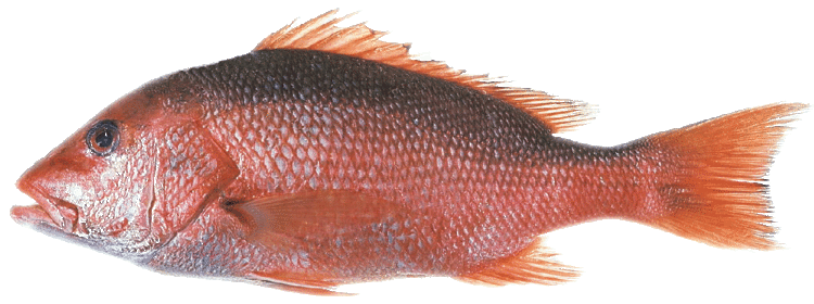 Red Snapp Red Snapper