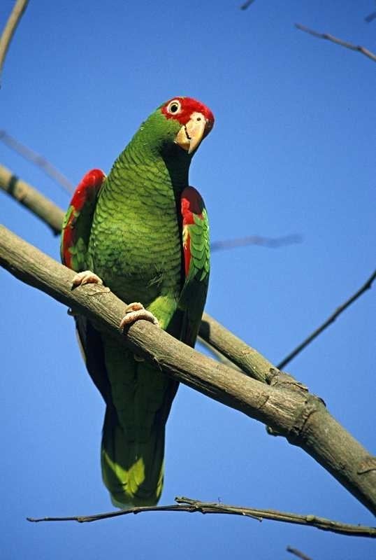 Red-spectacled amazon Redspectacled Amazon World Parrot Trust