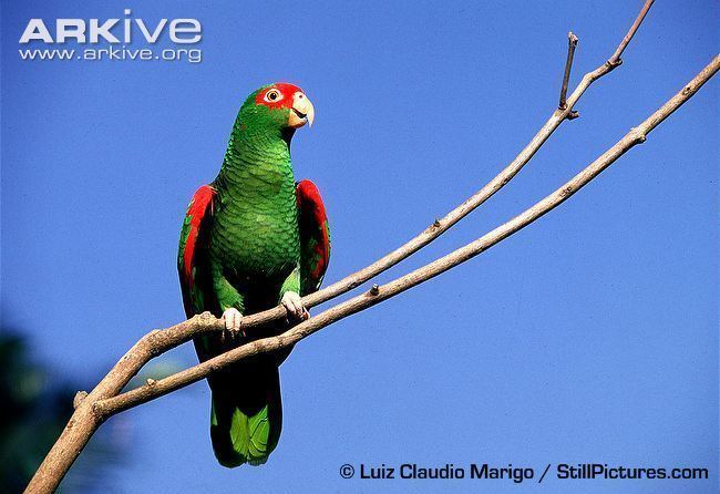 Red-spectacled amazon Redspectacled Amazon videos photos and facts Amazona pretrei