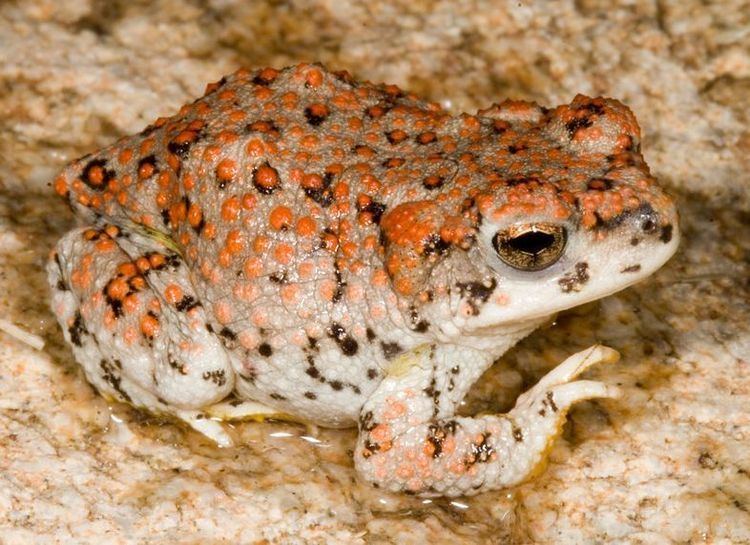 Red-spotted toad Redspotted Toad Tucson Herpetological Society