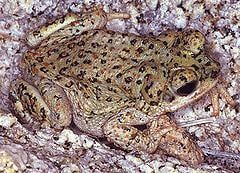Red-spotted toad httpsuploadwikimediaorgwikipediacommonsthu
