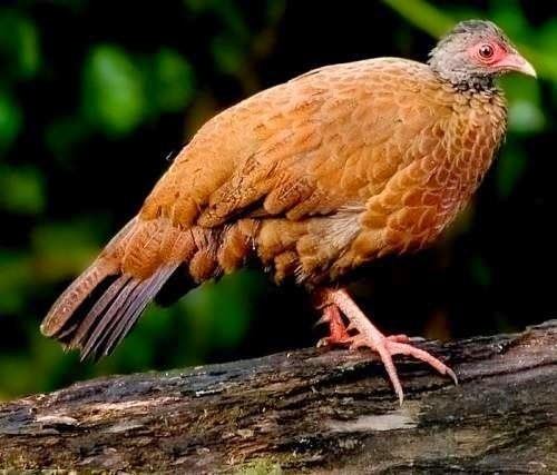 Red spurfowl Red spurfowl Birds of India