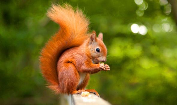 Red squirrel Experts are probing leprosy in red squirrels Nature News