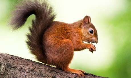 Red squirrel Brownsea Island red squirrel population at capacity Environment