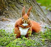 Red squirrel httpsuploadwikimediaorgwikipediacommonsthu