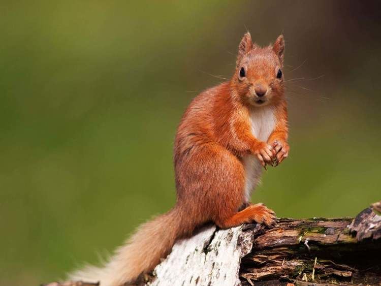 Red squirrel Leprosy threat to red squirrels prompts new study The Independent
