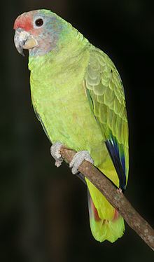 Red-tailed amazon httpsuploadwikimediaorgwikipediacommonsthu