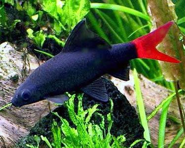 Red-tailed black shark Red Tailed Shark Keeping Tropical Fish
