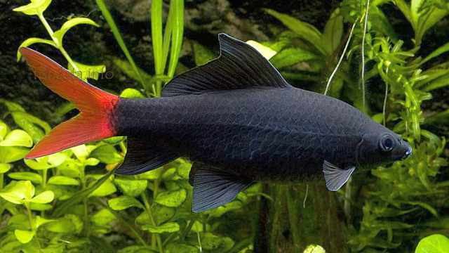 Red-tailed black shark Redtail Shark Tropical Fish Keeping