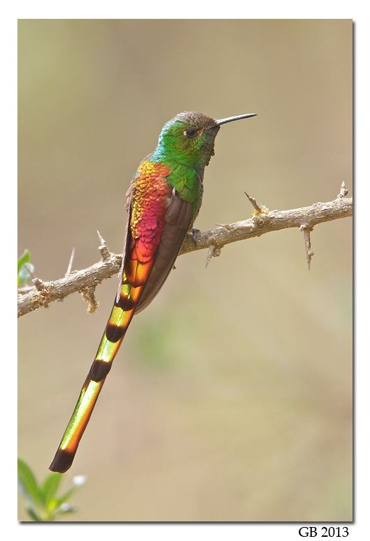 Red-tailed comet REDTAILED COMET