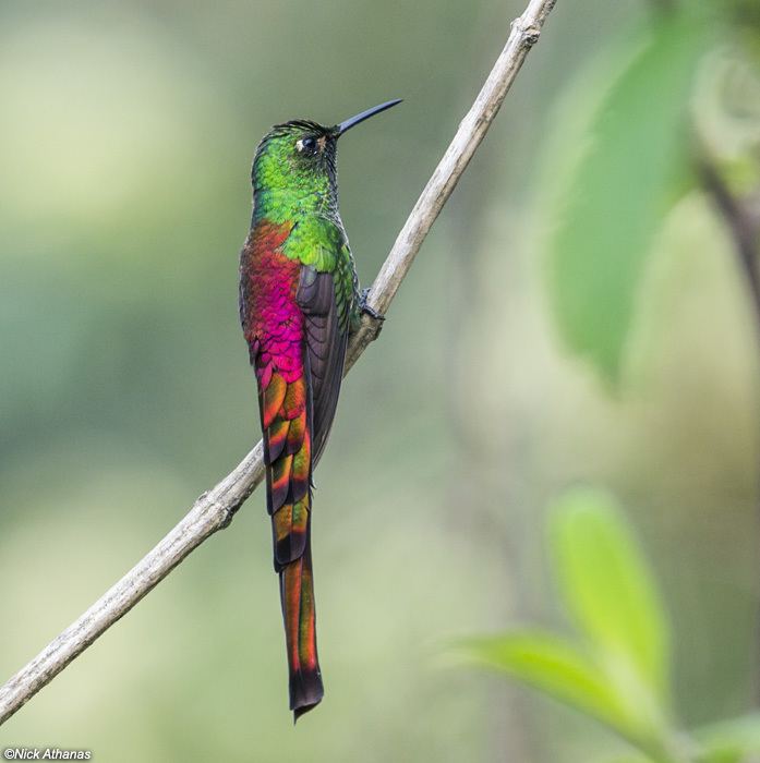 Red-tailed comet antpittacom Photo Gallery Hummingbirds III