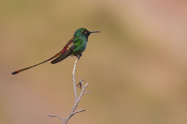 Red-tailed comet Redtailed Comet Sappho sparganurus Tafi del Valle Tucu Flickr