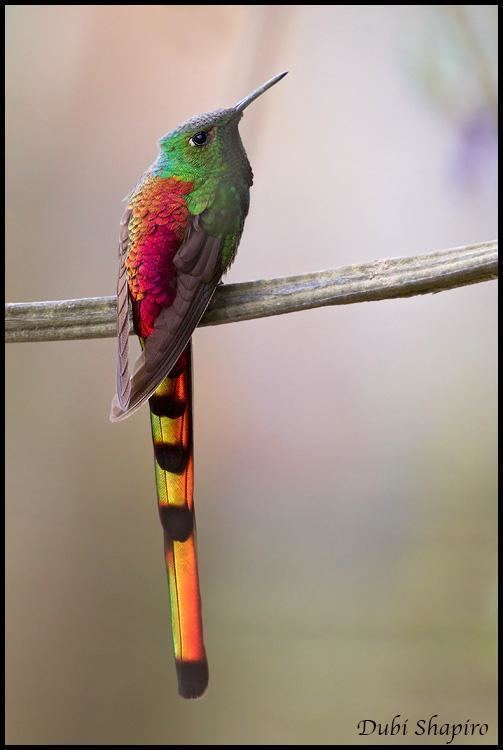 Red-tailed comet Redtailed Comet Sappho sparganurus videos photos and sound