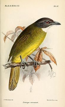 Red-tailed greenbul httpsuploadwikimediaorgwikipediacommonsthu