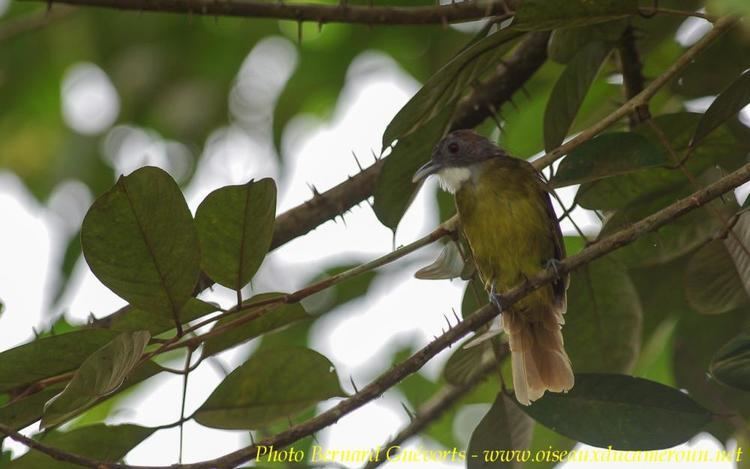 Red-tailed greenbul Redtailed Greenbul Criniger calurus videos photos and sound
