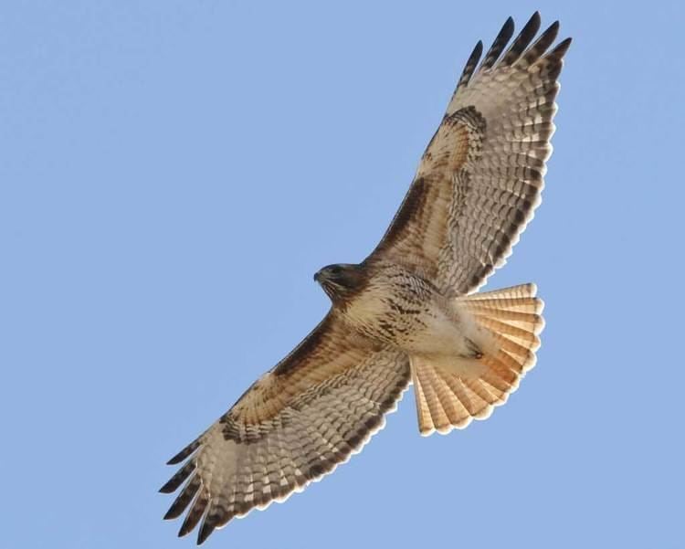 Red-tailed hawk d2fbmjy3x0sduacloudfrontnetsitesdefaultfiles