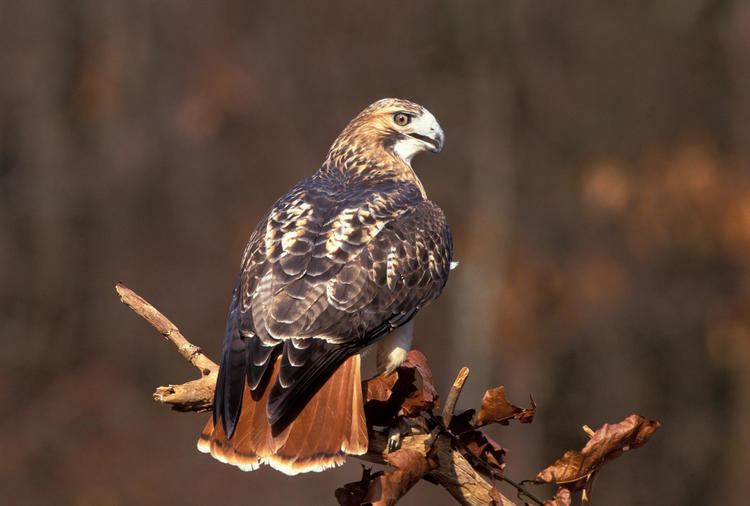 Red-tailed hawk Redtailed Hawk Audubon Field Guide