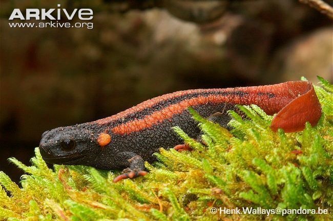 Red-tailed knobby newt cdn1arkiveorgmedia4F4F0204CD4EBF4497A0C62