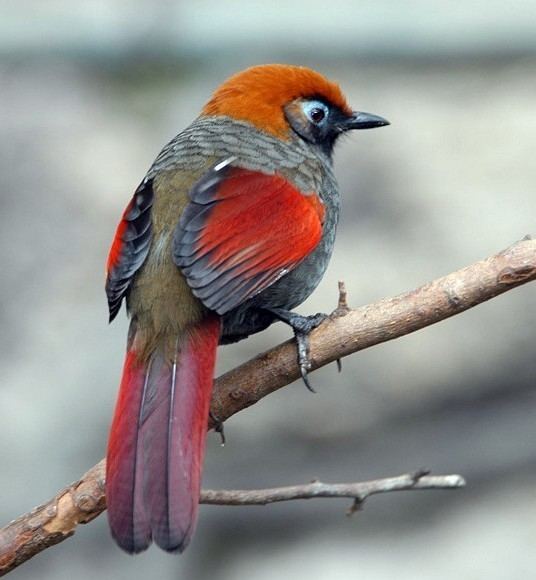 Red-tailed laughingthrush Oriental Bird Club Image Database Photographers