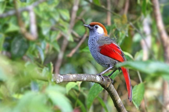 Red-tailed laughingthrush Redtailed Laughingthrush Trochalopteron milnei videos photos and
