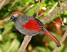 Red-tailed laughingthrush httpsuploadwikimediaorgwikipediacommonsthu