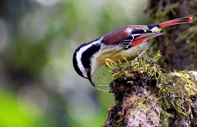 Red-tailed minla FileREDtailed Minlajpg Wikimedia Commons