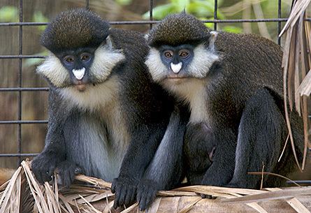 Red Tailed Monkey Alchetron The Free Social Encyclopedia Red Tailed Monkey Alchetron The Free Social Encyclopedia
