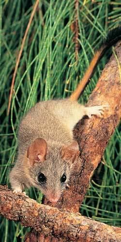 Red-tailed phascogale A trailblazing treehopping marsupial Bush Heritage Australia