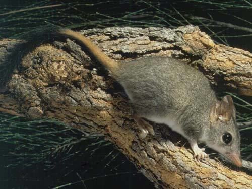 Red-tailed phascogale A trailblazing treehopping marsupial Bush Heritage Australia