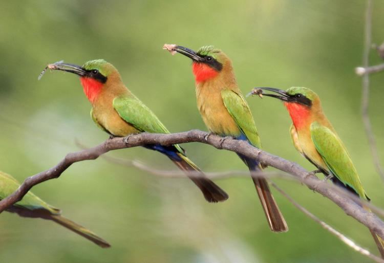 Red-throated bee-eater Redthroated Beeeater Merops bulocki 3 birds perched all