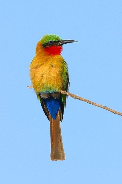 Red-throated bee-eater Redthroated Beeeater BirdForum Opus