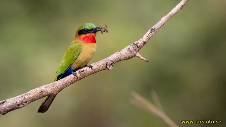 Red-throated bee-eater Redthroated Beeeater Merops bulocki A side view of a bird