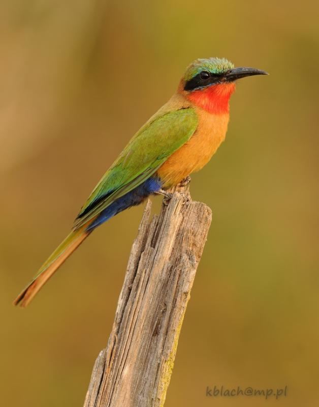Red-throated bee-eater Redthroated Beeeater Merops bulocki videos photos and sound