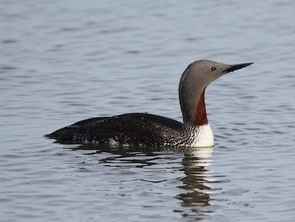 Red-throated loon Redthroated Loon Identification All About Birds Cornell Lab of