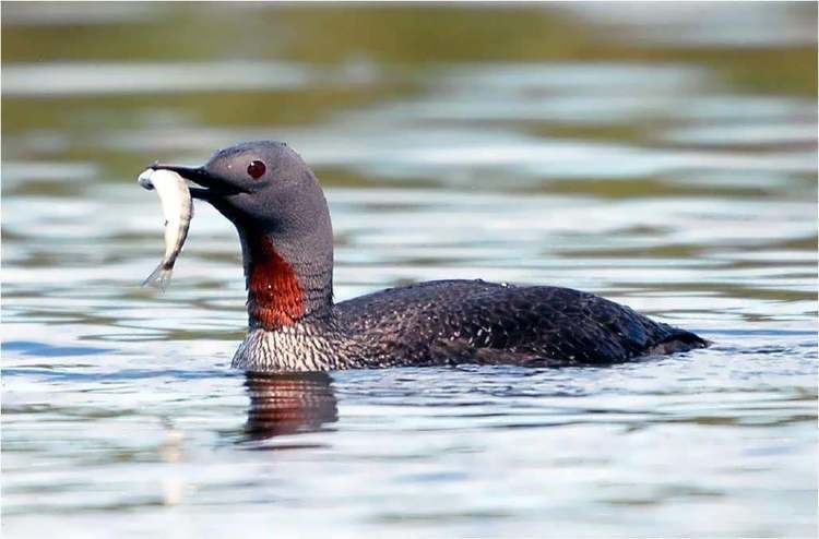 Red-throated loon RedThroated Loon Song Learning amp Vocalizations Sensory Ecology