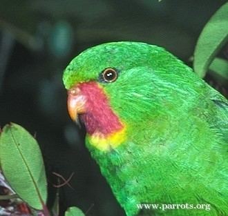Red-throated lorikeet Redthroated Lorikeet World Parrot Trust
