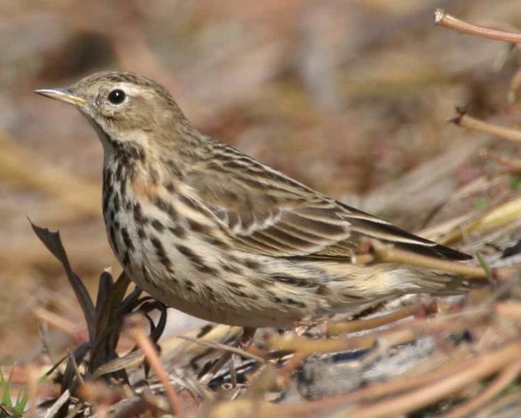 Red-throated pipit Redthroated Pipit Audubon Field Guide