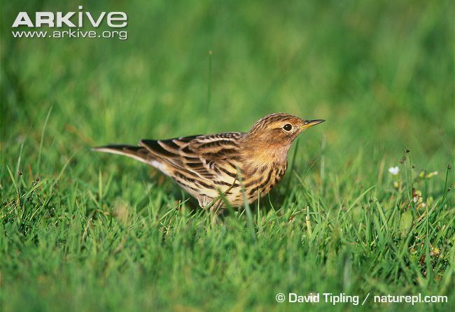 Red-throated pipit Redthroated pipit videos photos and facts Anthus cervinus ARKive