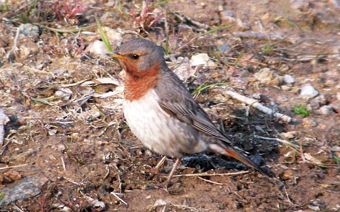 Red-throated thrush Birds Korea Bird News April 2011