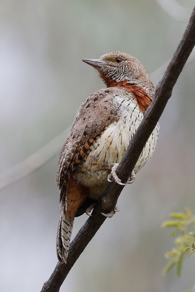Red-throated wryneck Redthroated Wryneck Bird amp Wildlife Photography by Richard and