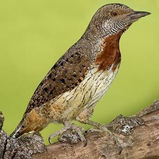 Red-throated wryneck ruficollis Redthroated wryneck