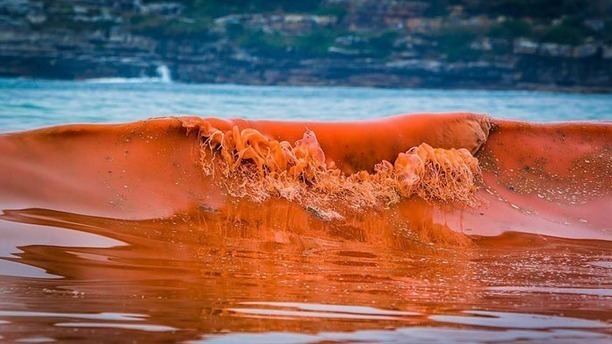 Red tide Largest Red Tide on Record robertscribbler